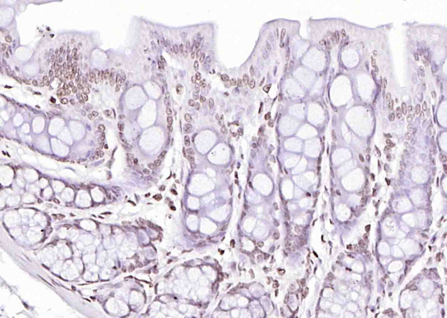 Histone H4 (Acetyl K12) Rabbit