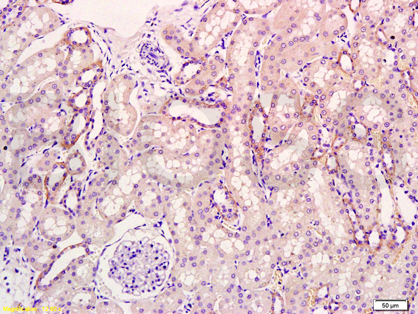 KGF Rabbit pAb(bs-0734R)-50ul/