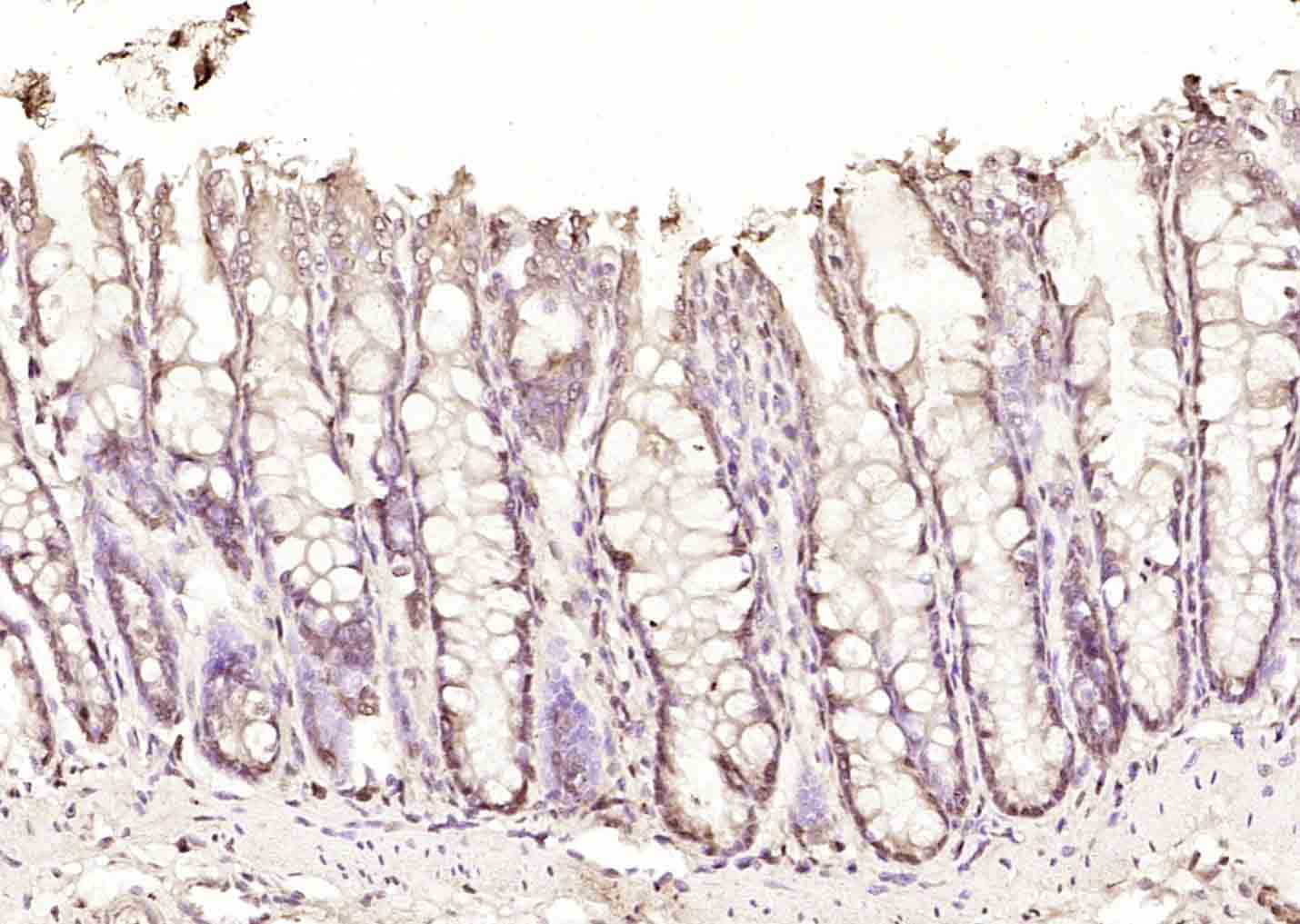 DAP1 Rabbit pAb(bs-6351R)-50ul