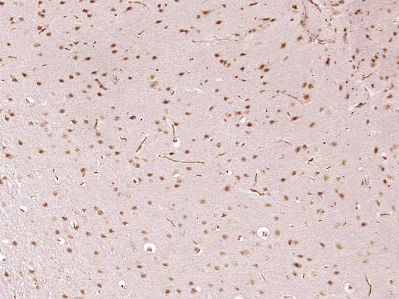 SFRS5 Rabbit pAb(bs-17301R)-50