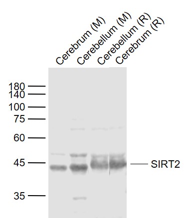 SIRT2 Rabbit pAb(bs-24319R)-50