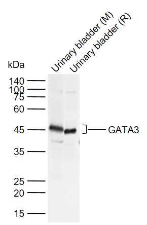 GATA3 Rabbit pAb(bs-23118R)-50