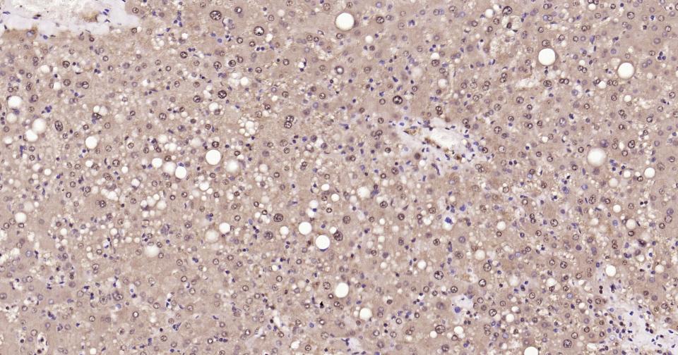 GAPDH Rabbit pAb, Loading Cont