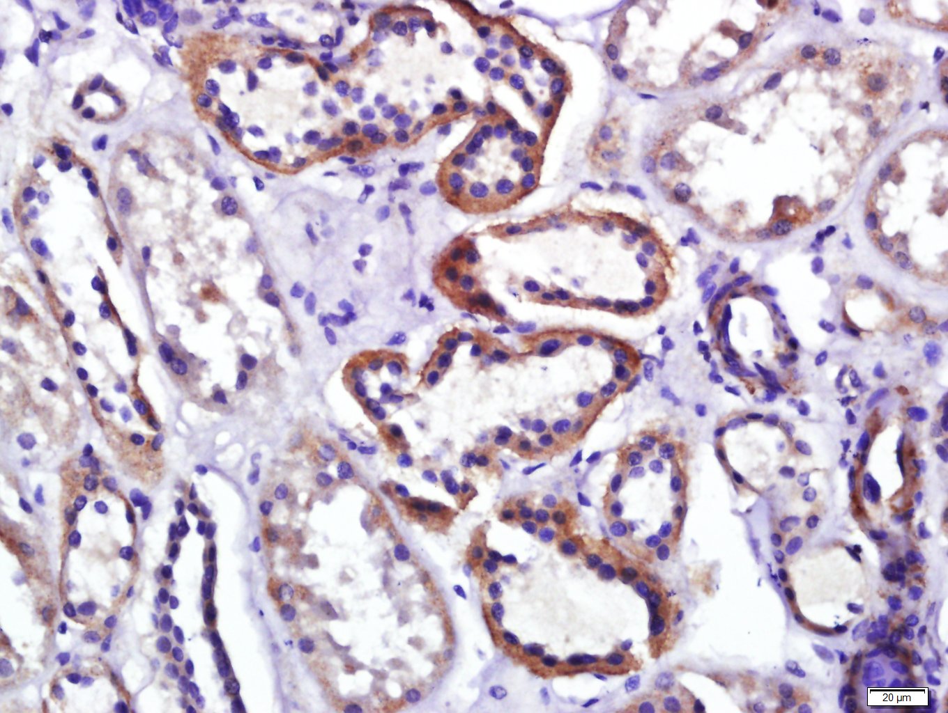 GPR100 Rabbit pAb(bs-13510R)-5