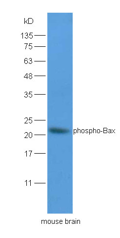 phospho-Bax (Ser184) Rabbit pA