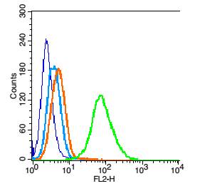phospho-Bid (Ser61) Rabbit pAb