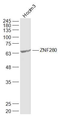 SUHW1/ZNF280 Rabbit pAb(bs-128
