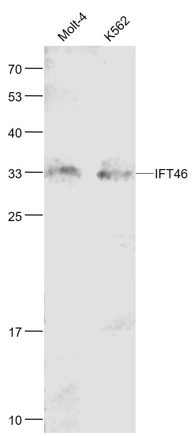 IFT46 Rabbit pAb(bs-15563R)-50