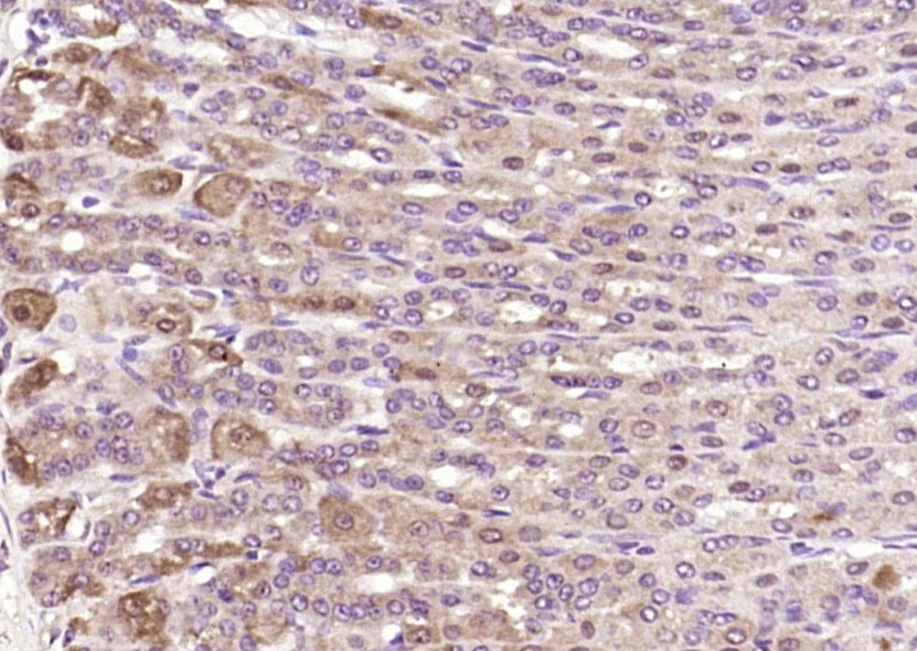 EAP30 Rabbit pAb(bs-14482R)-50