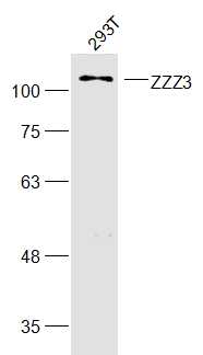 ZZZ3 Rabbit pAb(bs-16387R)-50u