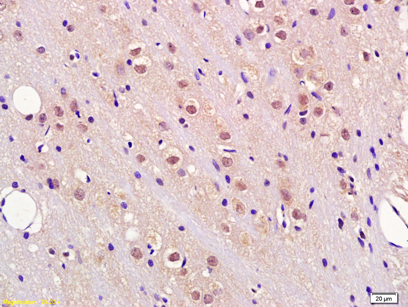 Fbxw7 Rabbit pAb(bs-8394R)-50u