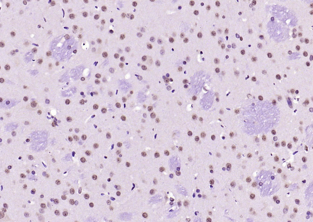 SOX9 Rabbit pAb(bs-4177R)-50ul