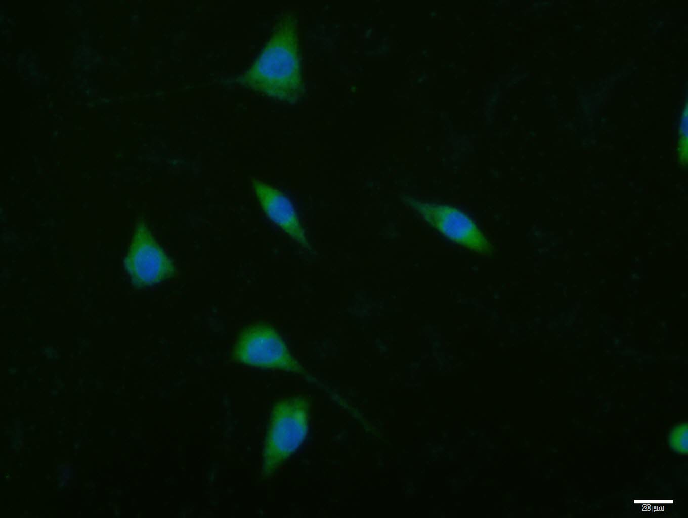 ACACA Rabbit pAb(bs-2745R)-50u