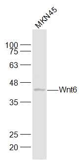 Wnt6 Rabbit pAb(bs-6135R)-50ul