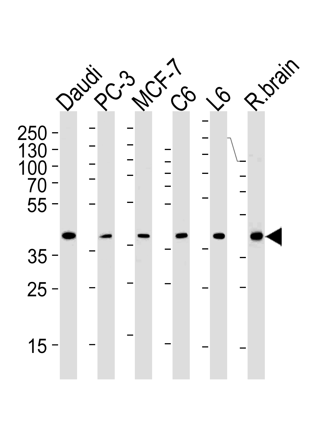 CREB3L4 Mouse mAb(bsm-51569M)-