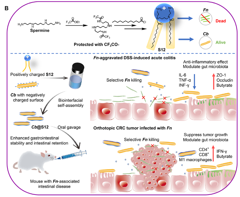 abinScience助力S12脂质研究,解锁治疗肠道疾病