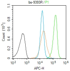CAF1p55/VPRBP Rabbit pAb(bs-93