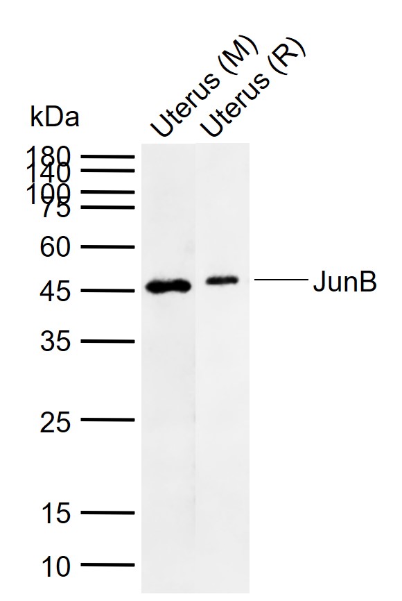 JunB Rabbit pAb(bs-20758R)-50u
