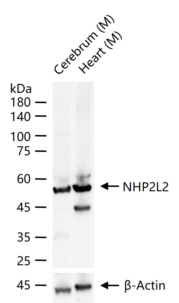 NHP2L2 Rabbit pAb(bs-19237R)-5