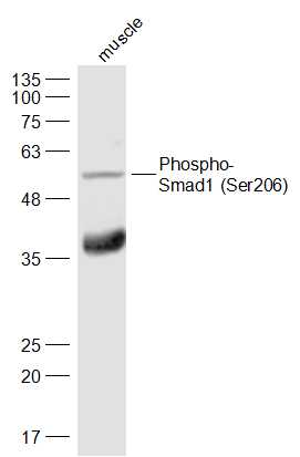 phospho-Smad1 (Ser206) Rabbit 