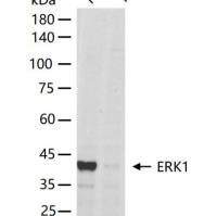 ERK1 Knockout Hela Cell Line (Pool)