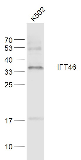IFT46 Rabbit pAb(bs-15563R)-50