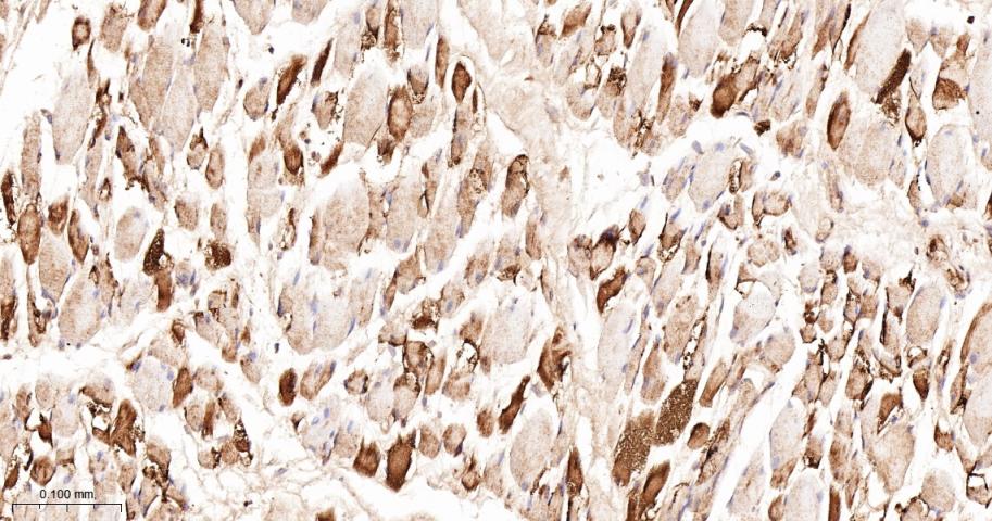 LDHA Rabbit pAb(bs-34202R)-50u