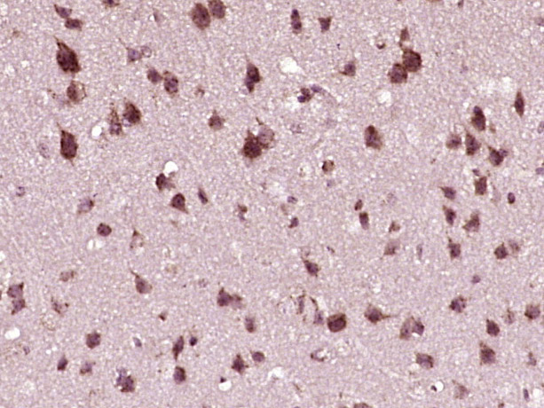 phospho-IRF3 (Ser386) Rabbit p