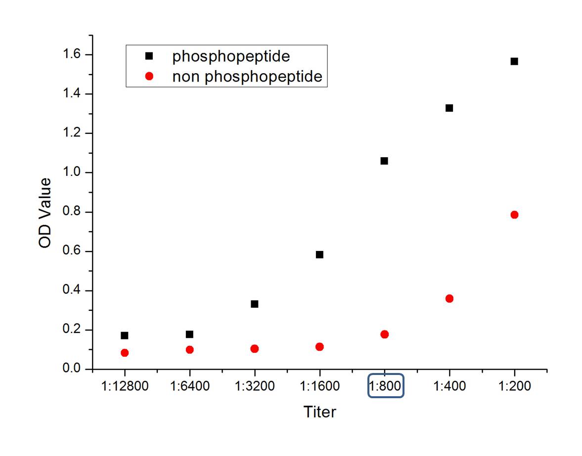 phospho-Bax (Ser184) Rabbit pA