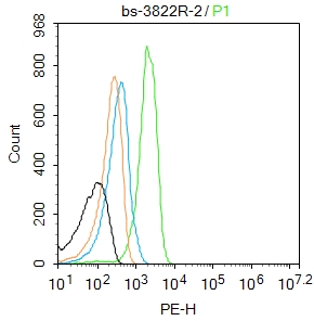 CCNG2 Rabbit pAb(bs-3822R)-50u