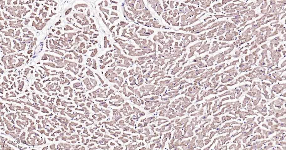 SIRT3 Rabbit pAb(bs-6105R)-50u