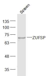 ZUFSP Rabbit pAb(bs-16394R)-50
