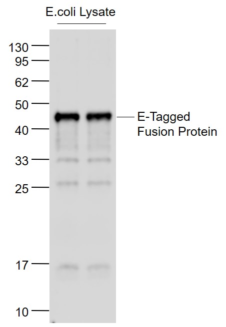 E Tag Rabbit pAb(bs-2116R)-100