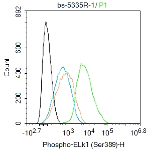 phospho-ELk1 (Ser389) Rabbit p
