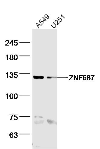ZNF687 Rabbit pAb(bs-16514R)-5