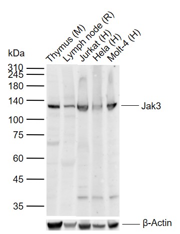 Jak3 Rabbit pAb(bs-2808R)-50ul