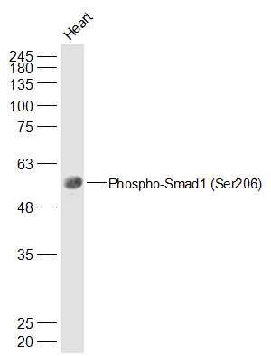 phospho-Smad1 (Ser206) Rabbit 