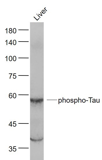 phospho-Tau (Ser214) Rabbit pA