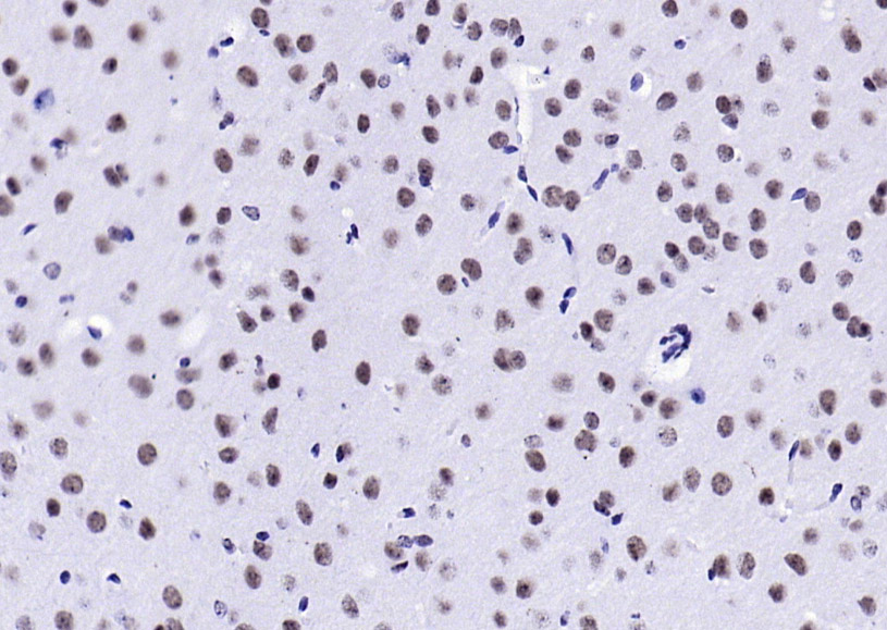 phospho-H2AX (Tyr143) Rabbit p