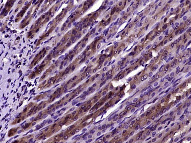 SGCB Rabbit pAb(bs-1127R)-50ul