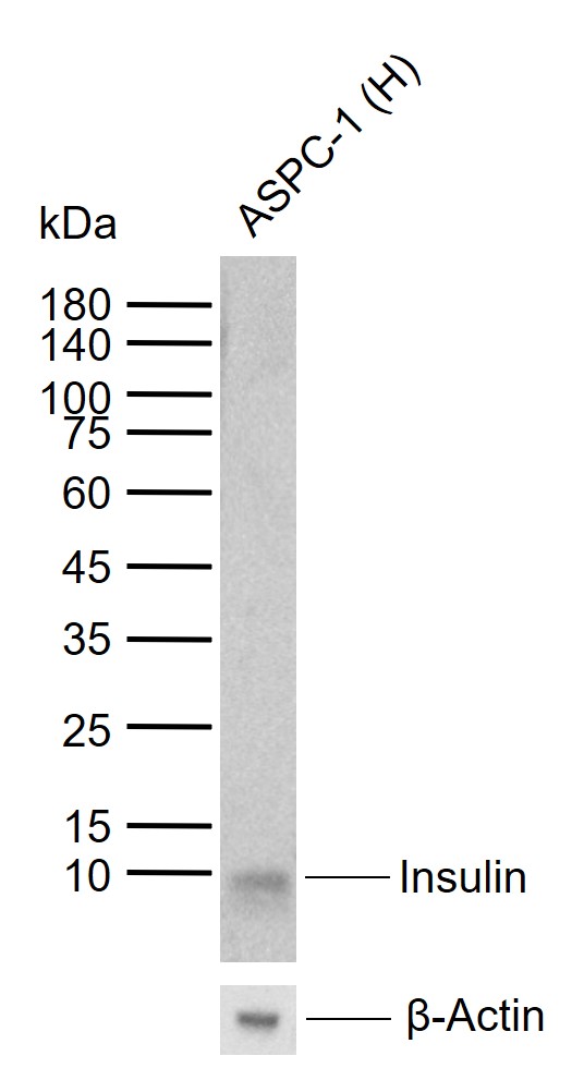 Insulin (1G11) Mouse mAb(bsm-0