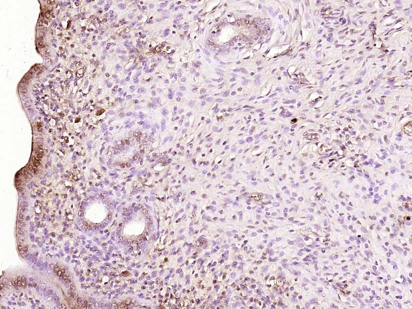 RBM47 Rabbit pAb(bs-19774R)-50