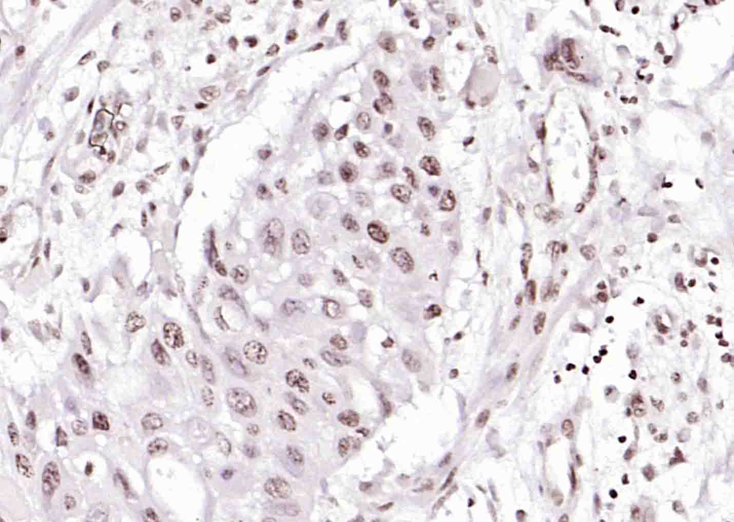 Histone H4 (Acetyl K12) Rabbit