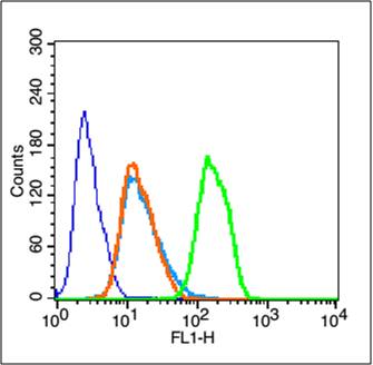 phospho-mTOR (Tyr144) Rabbit p