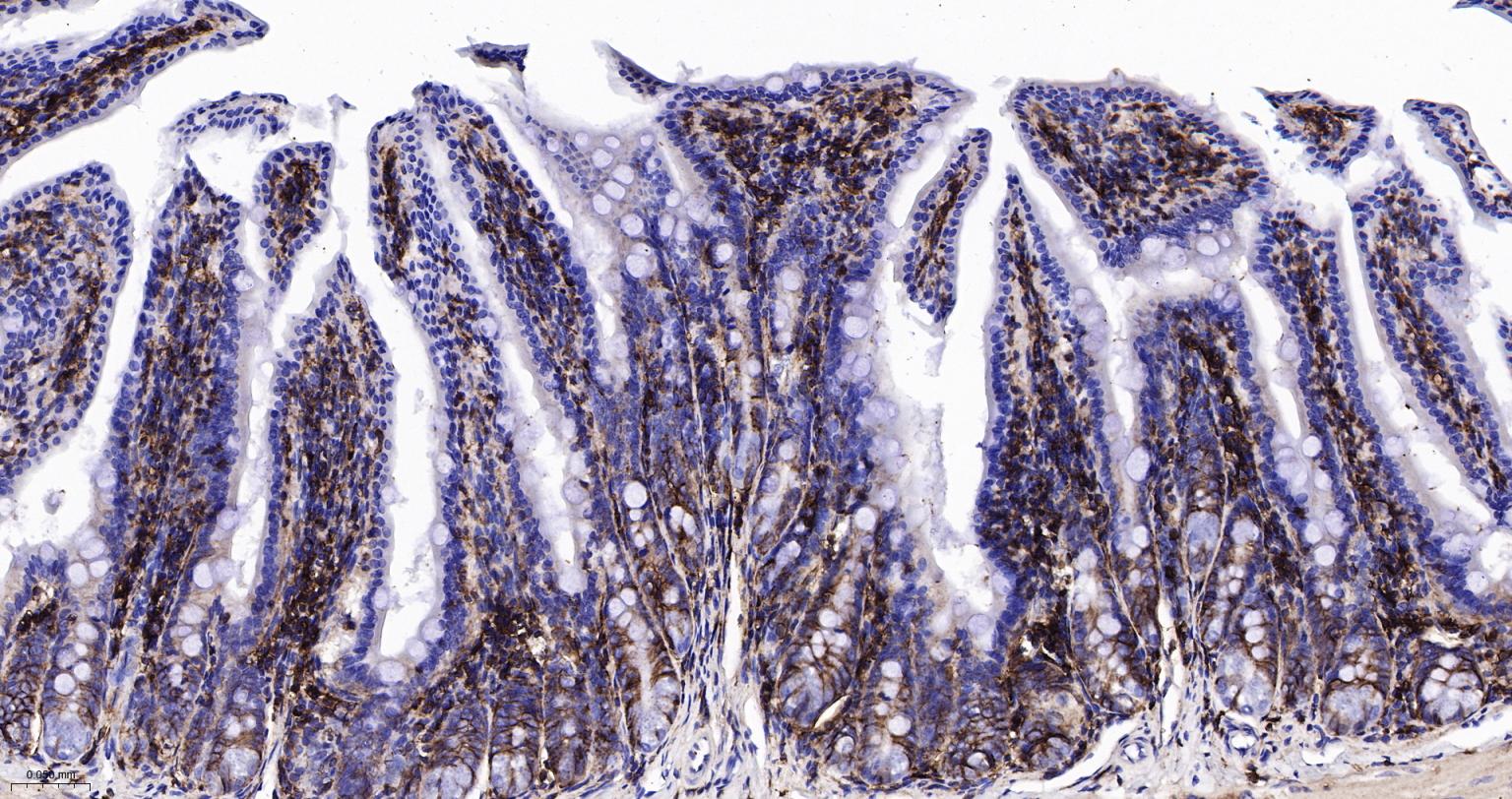 CD44 Recombinant Rabbit mAb(bs