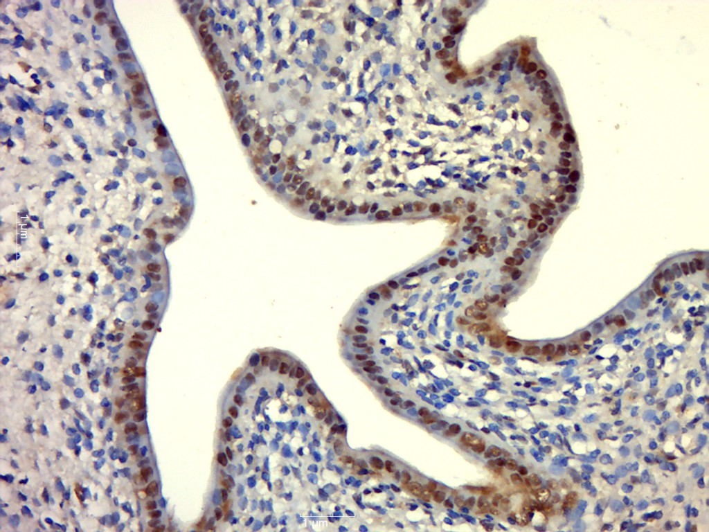 L3MBTL2 Rabbit pAb(bs-16880R)-