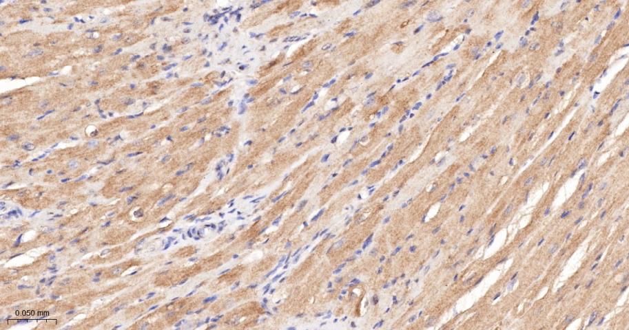 LDHA Rabbit pAb(bs-34202R)-50u