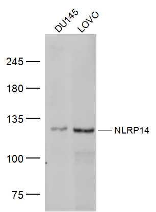NLRP14 Rabbit pAb(bs-19286R)-5