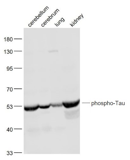 phospho-Tau (Ser422) Rabbit pA