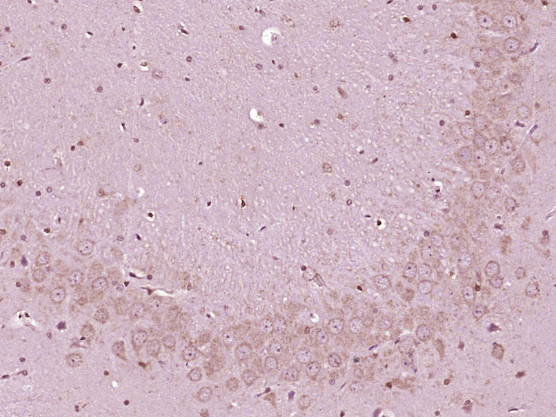 Urocortin 3 Rabbit pAb(bs-2786